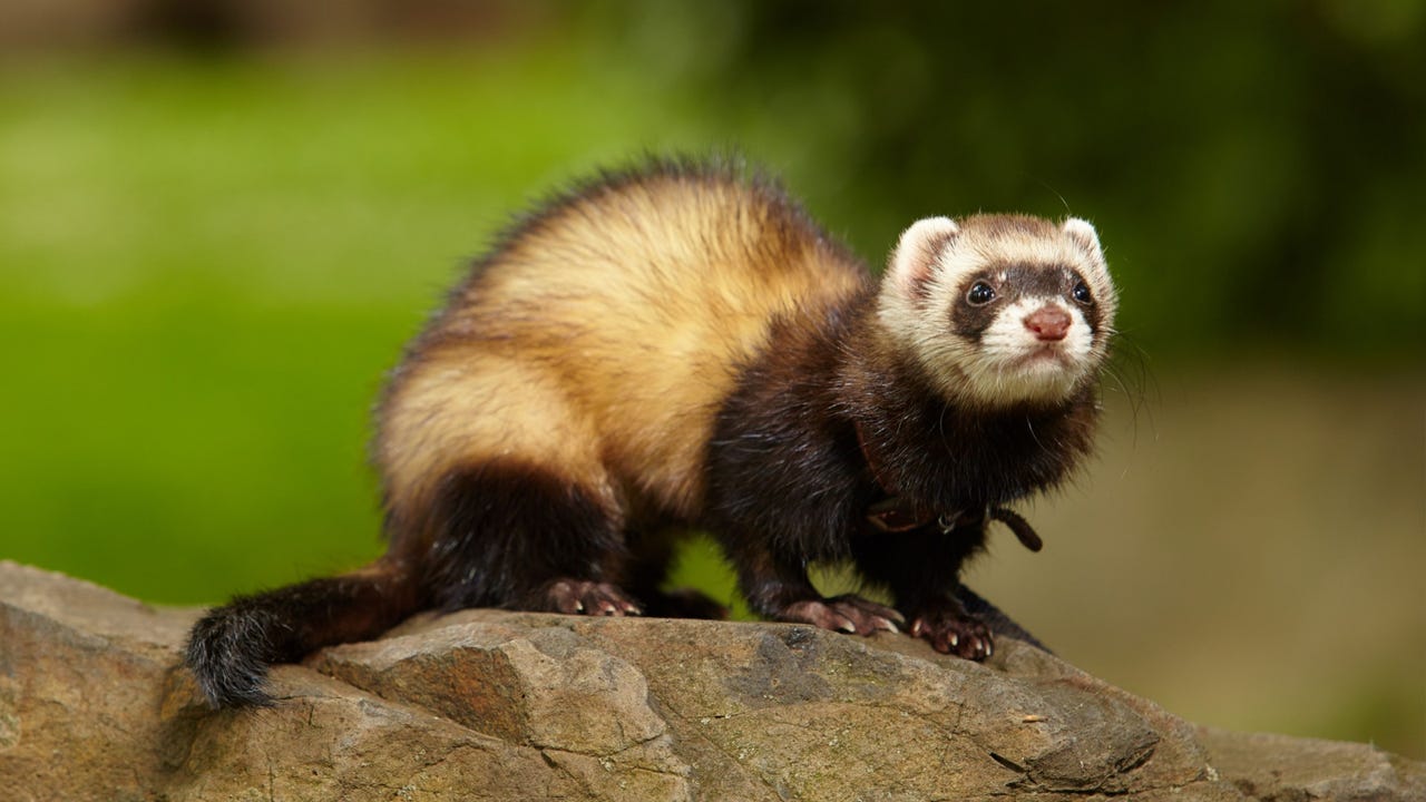 ferret Couperfield shutterstock 0svpsf
