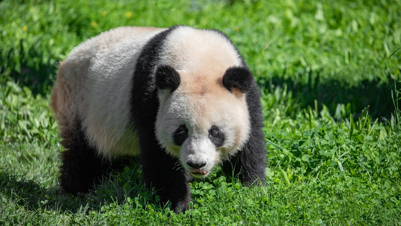 panda Elen Marlen shutterstock owo4Ez