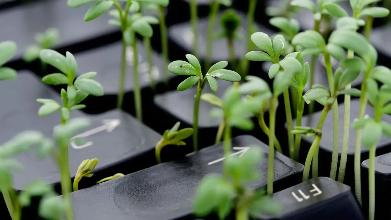 Keyboard grass mediacolor s Alamy