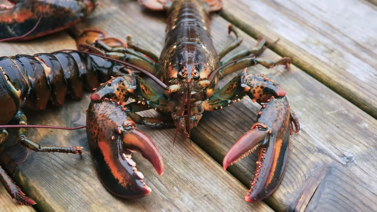 lobster on a dock Tsirikashvili Nodari shutterstock KOrABj